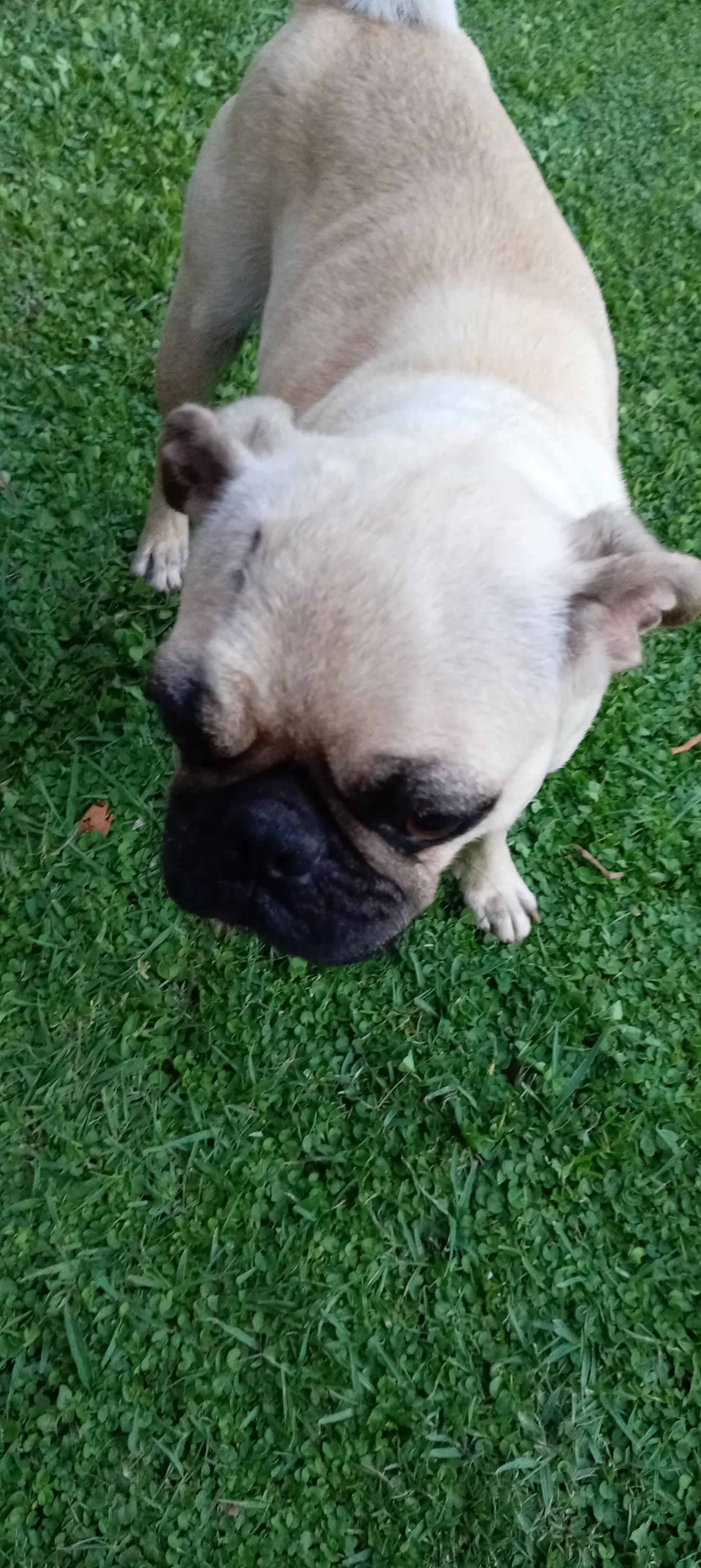 Adorable pug puppies available | Junk Mail Marketplace