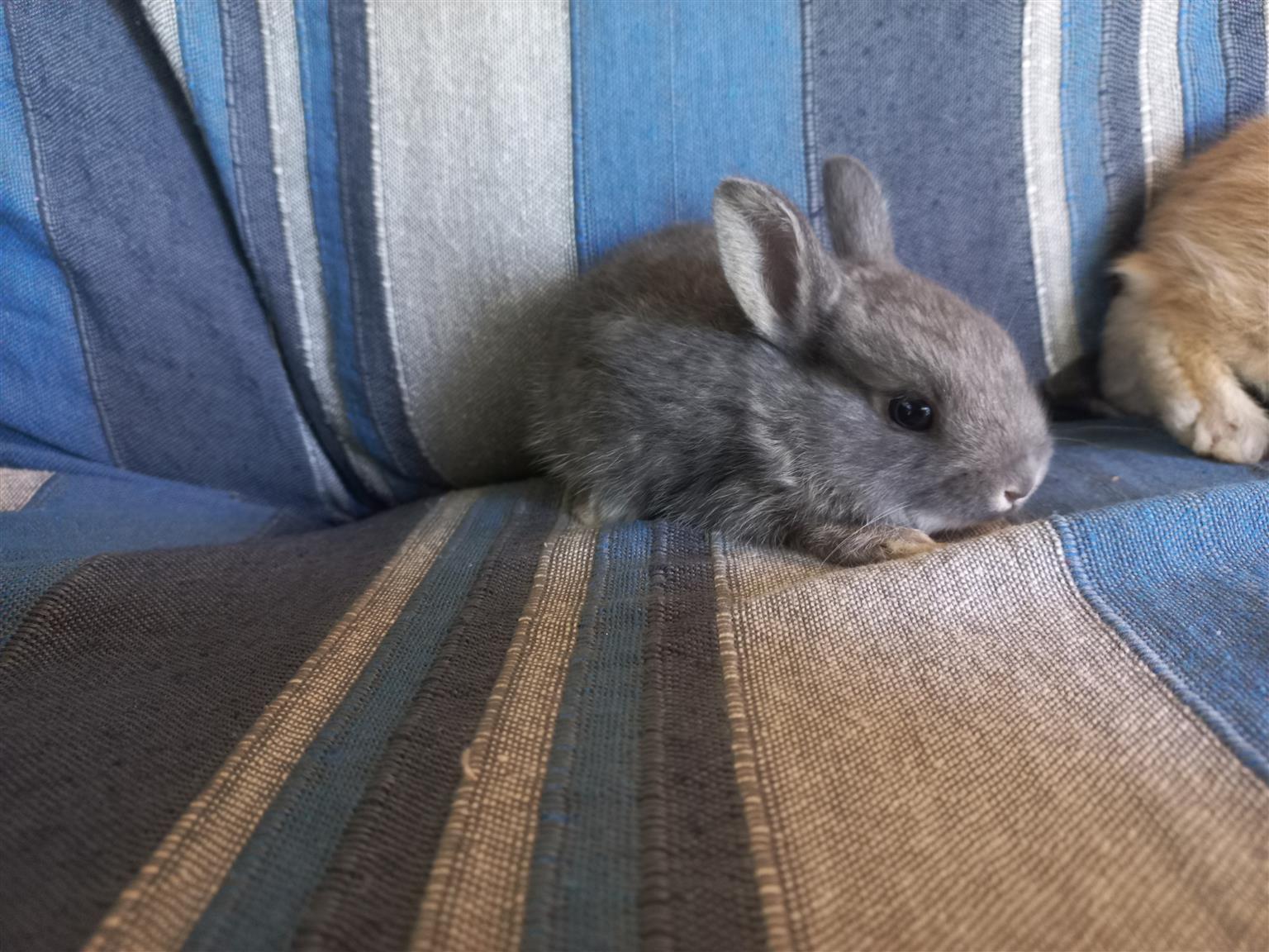 Beautiful dwarf bunnies/rabbits for sale | Junk Mail Marketplace