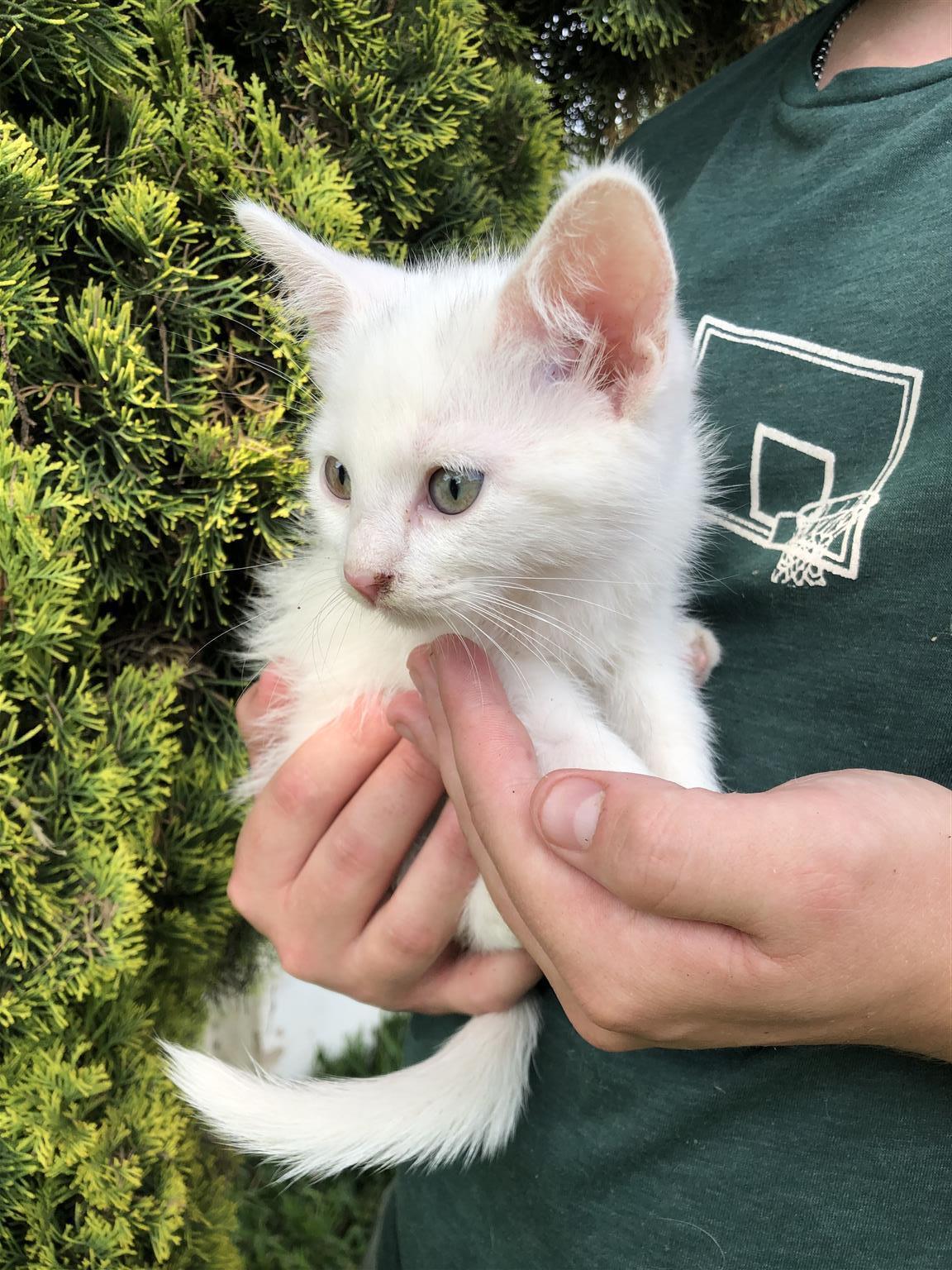 Ragdoll kittens | Junk Mail Marketplace