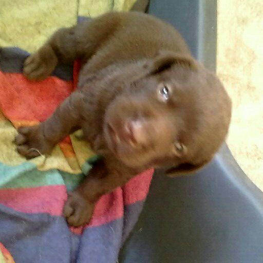 Kusa registered Labrador chocolate and black pups 
