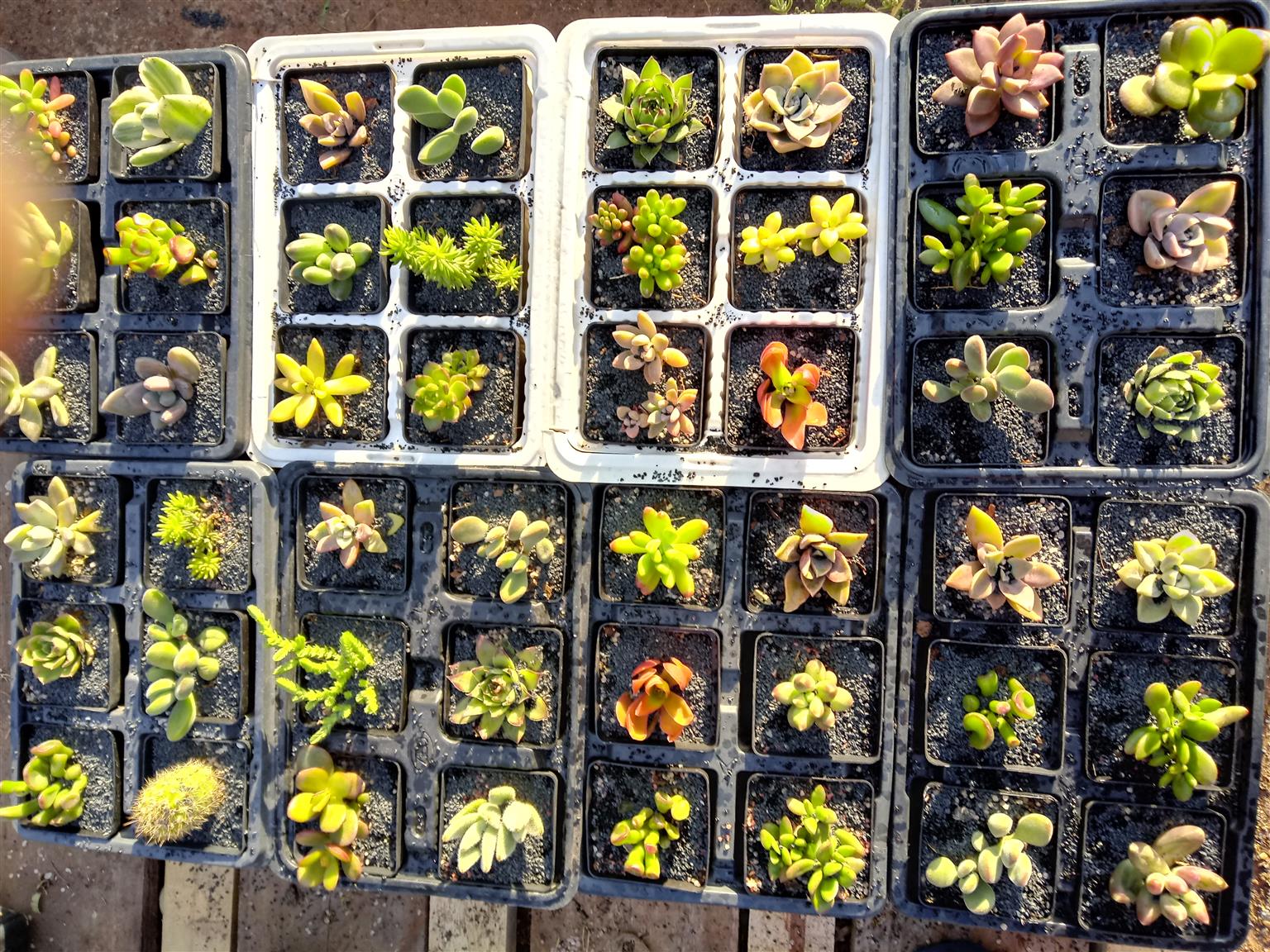 Succulents in seed trays , 6 plants from R30 