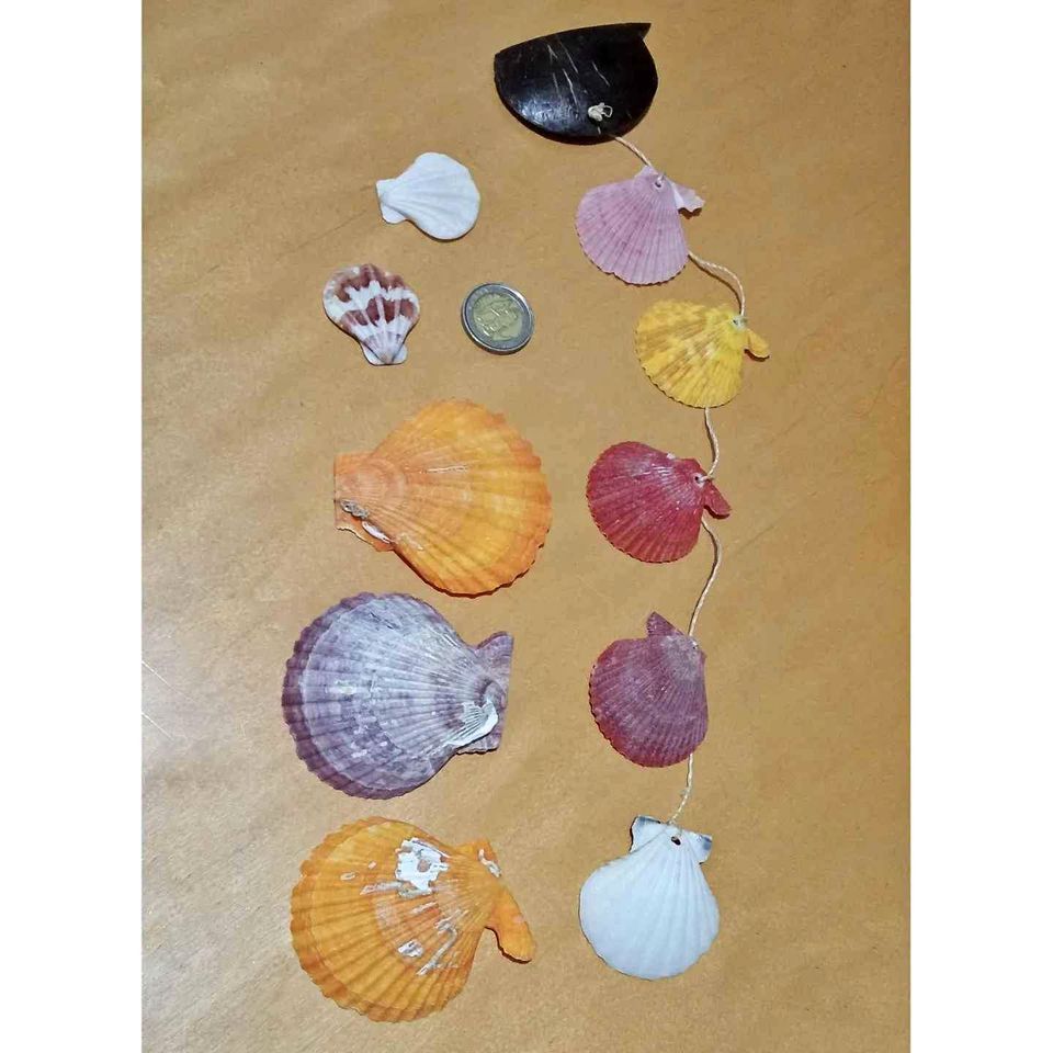 Stained Sea Shells Stained Sea Shells
