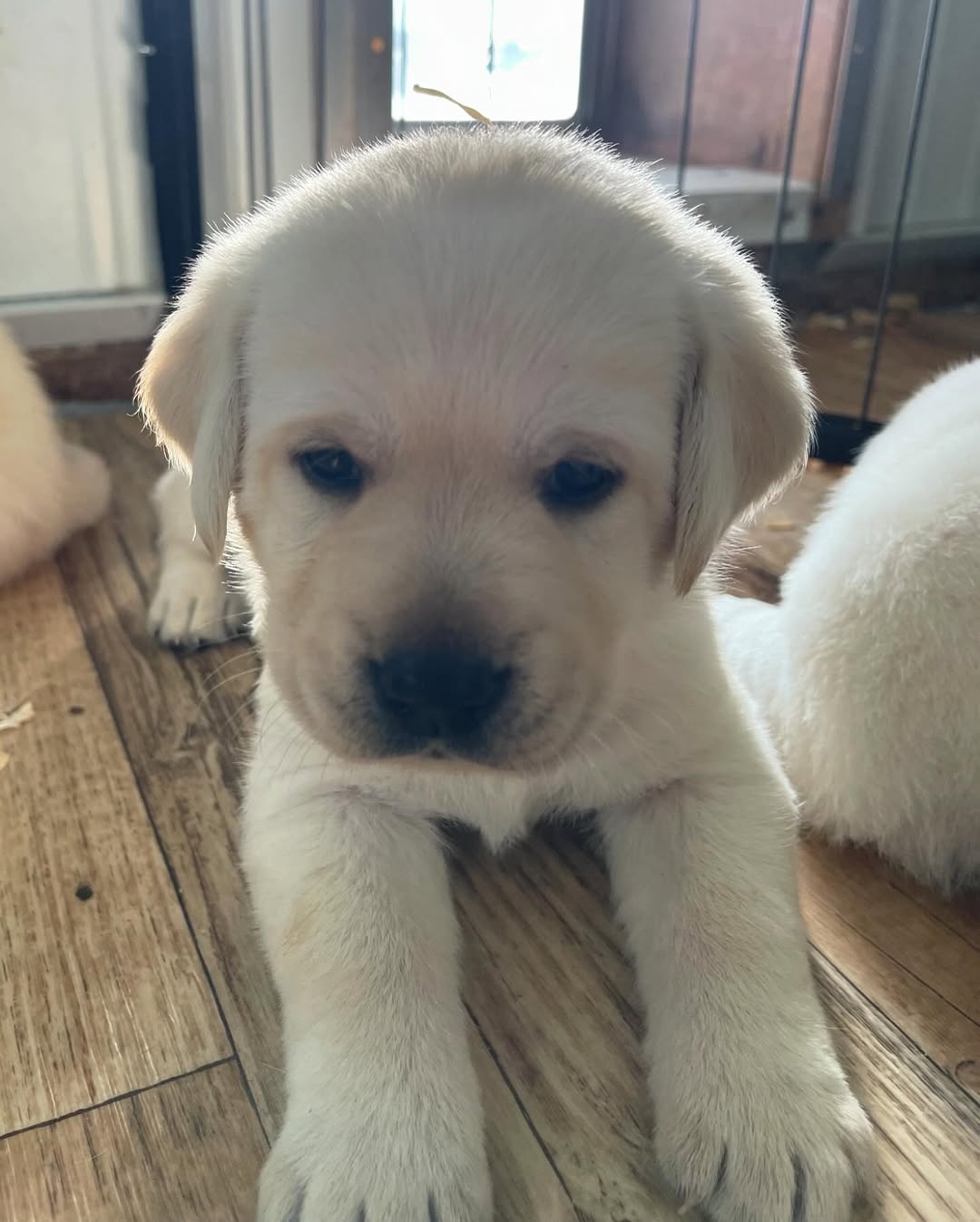 Labrador Retriever Puppies Ready for New Homes | Junk Mail Marketplace