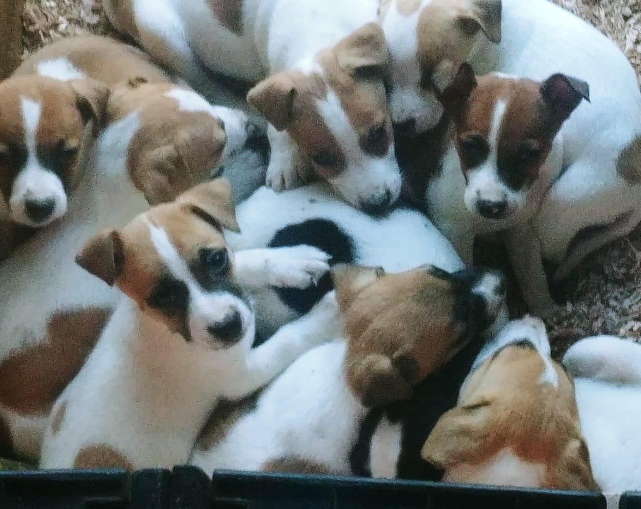 SHORT LEGGED PUREBRED JACK RUSSEL PUPPIES. Junk Mail