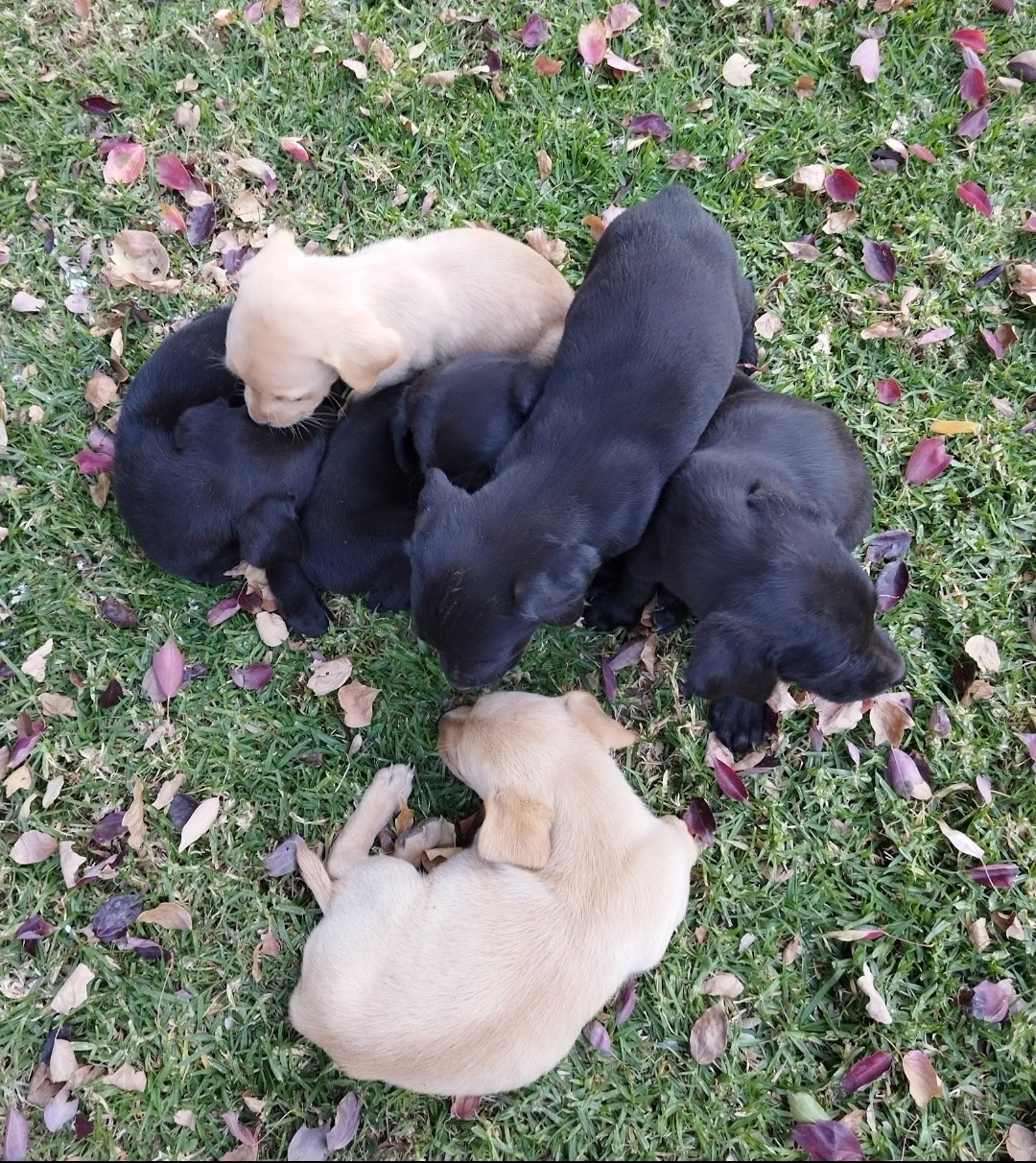 Labrador Puppies for sale