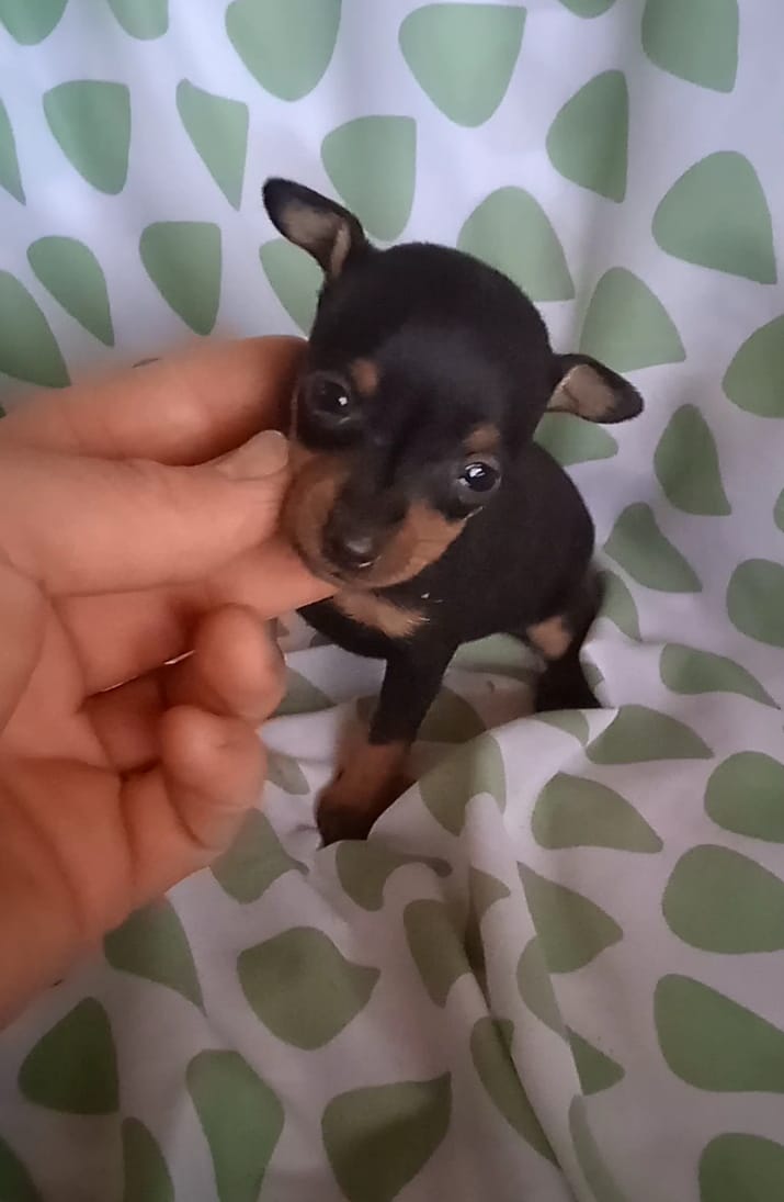 Miniature Pinscher Teacup Puppies | Junk Mail