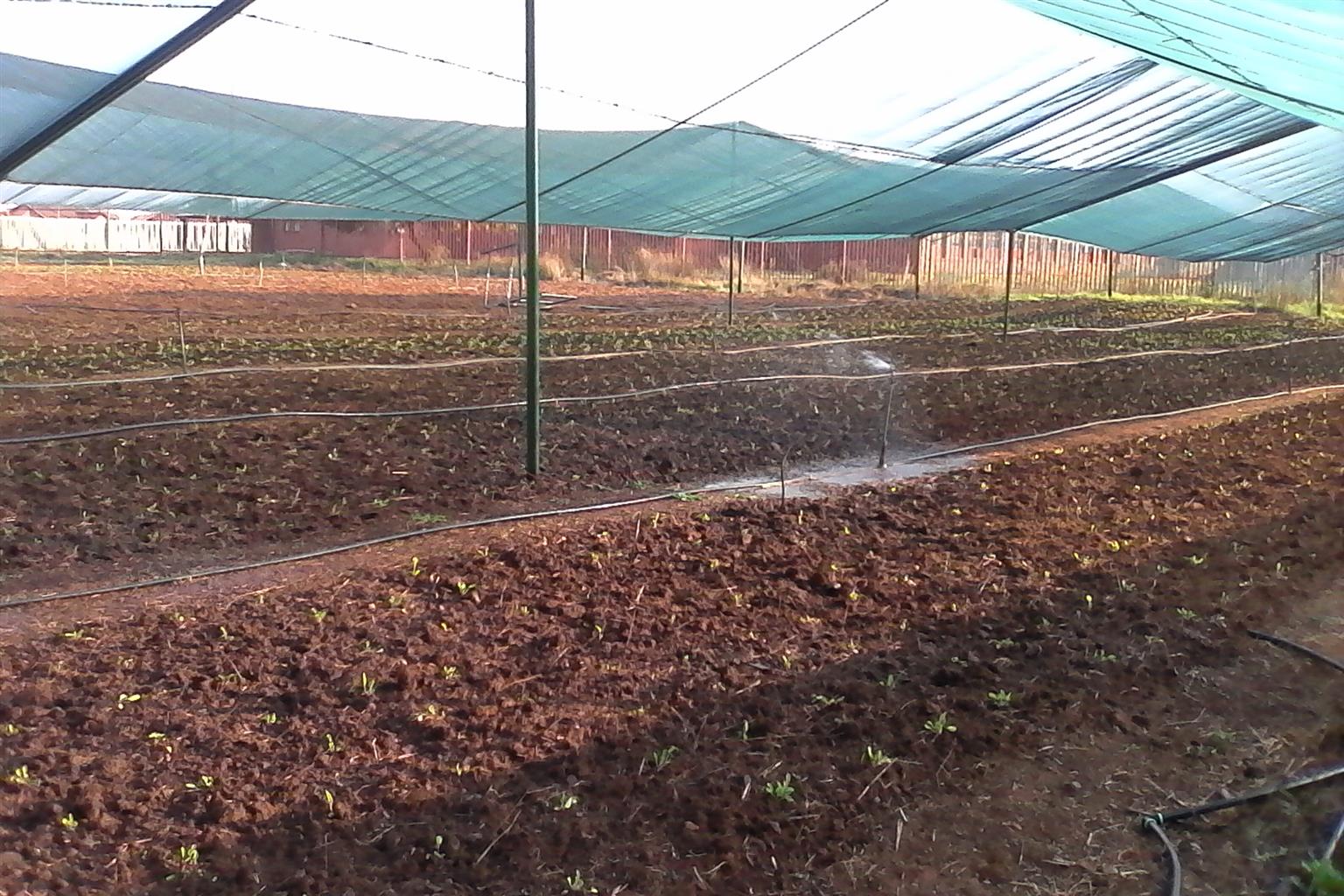 We are selling net shade tunnel for protecting agricultural crops