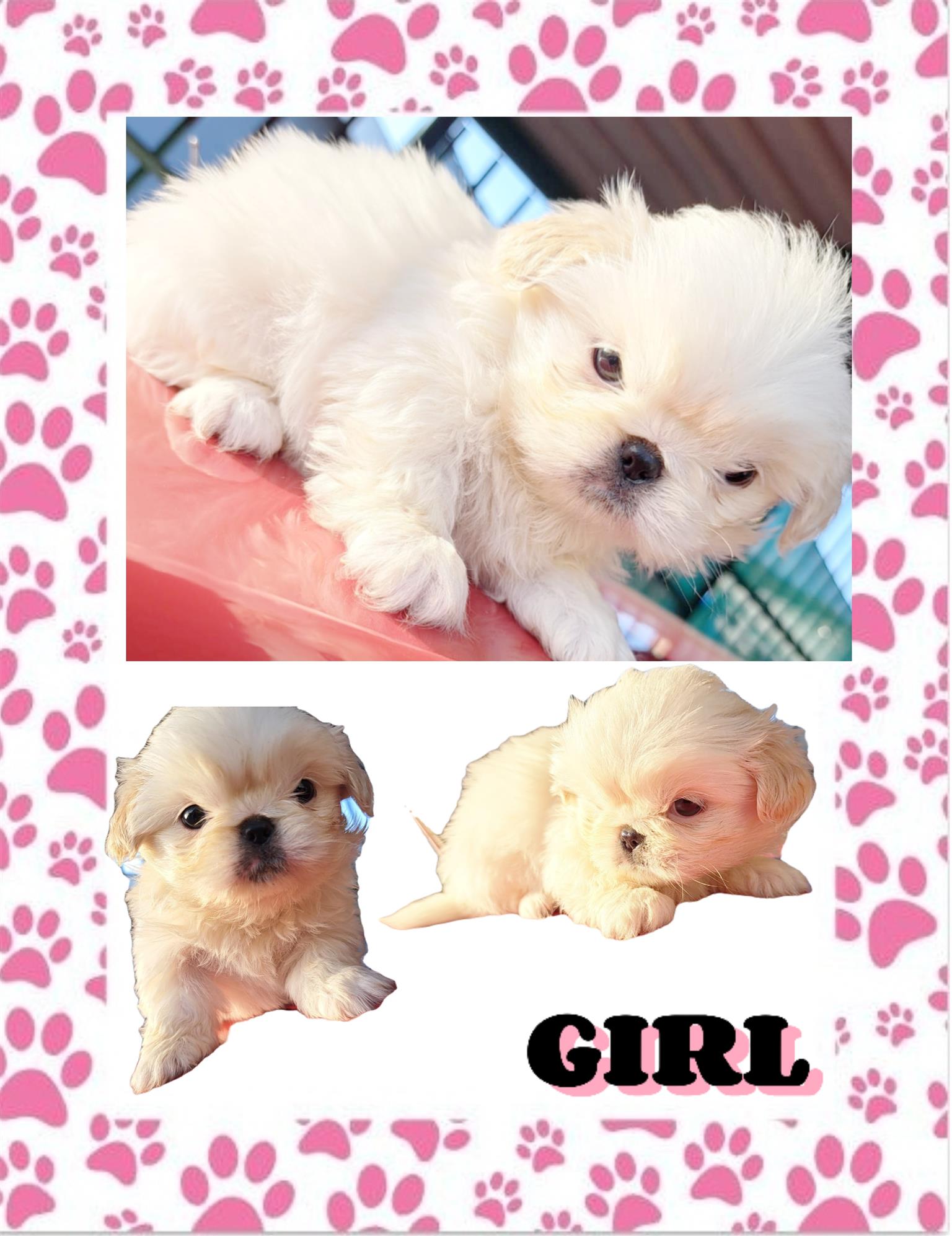 Pekingese puppies for sale Junk Mail Marketplace