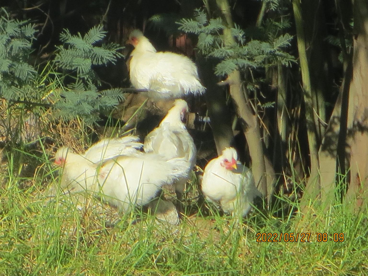 Silkie / Bantam Chickens for sale Junk Mail
