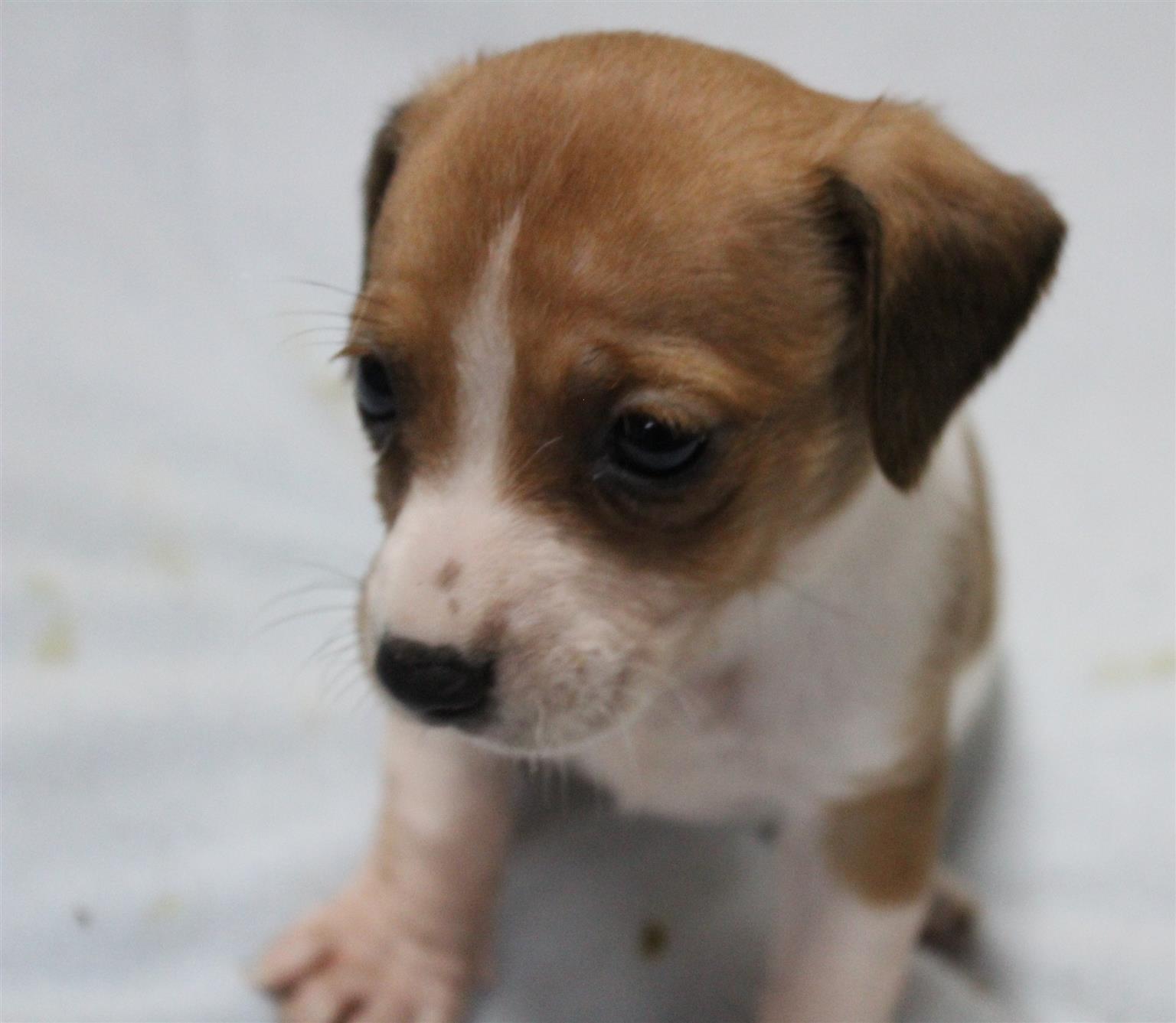 Most Adorable Jack Russell Puppies Junk Mail