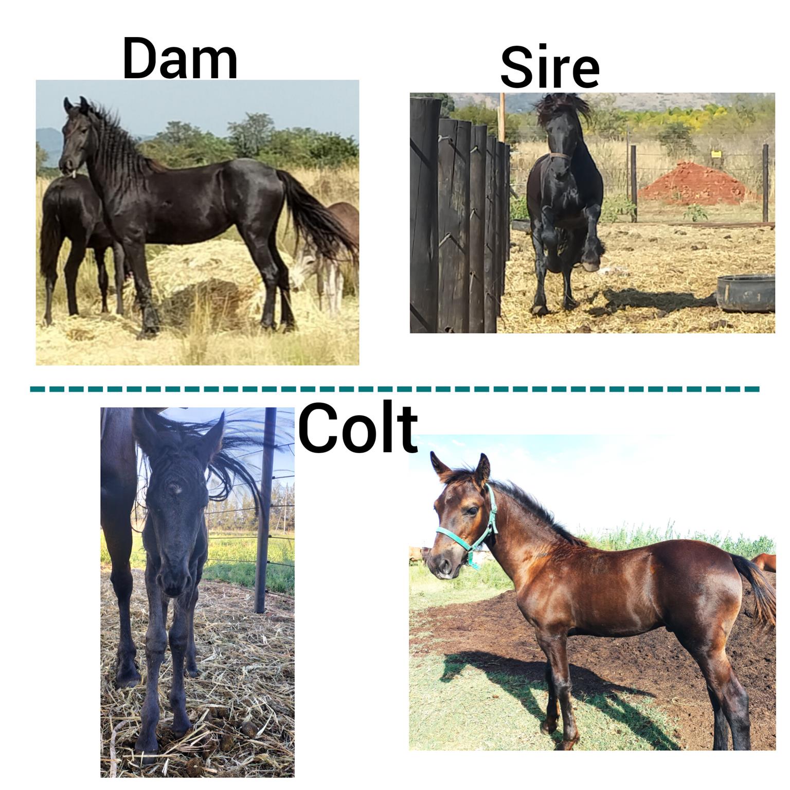 LOVELY FRIESIAN COLT FOR SALE Junk Mail Marketplace