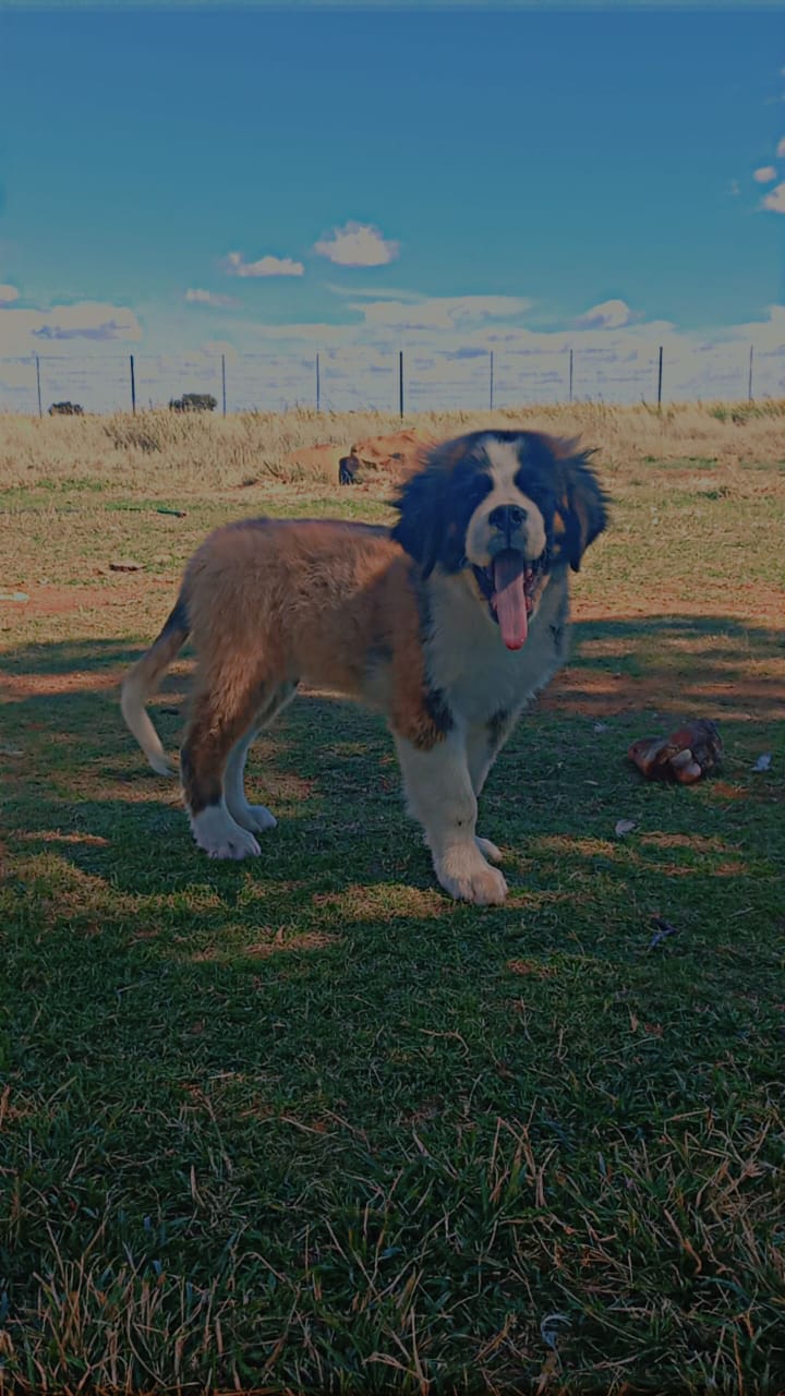 Loving Saint Bernards for sale Junk Mail