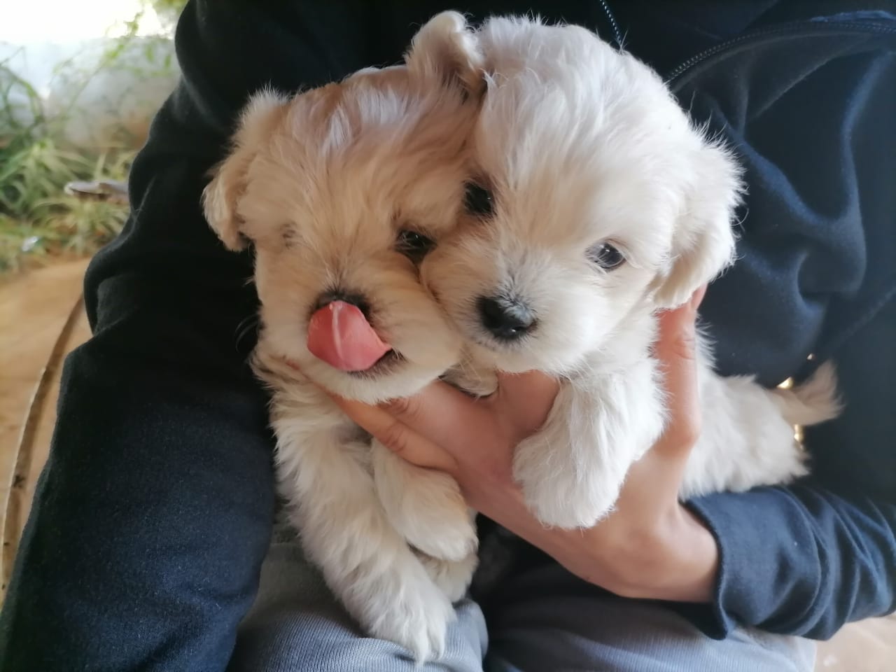 3 x Female Maltese Puppies for Sale