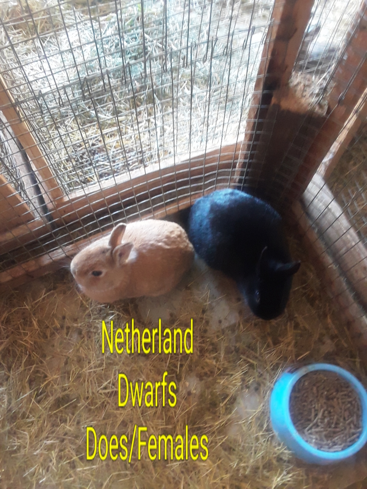 Netherland best sale dwarf cage