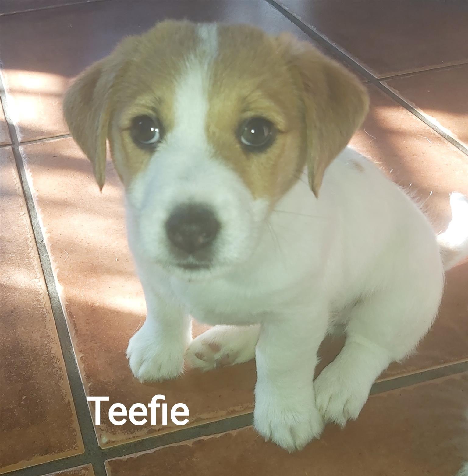 Female Jack Russell Wired hair puppy for sale