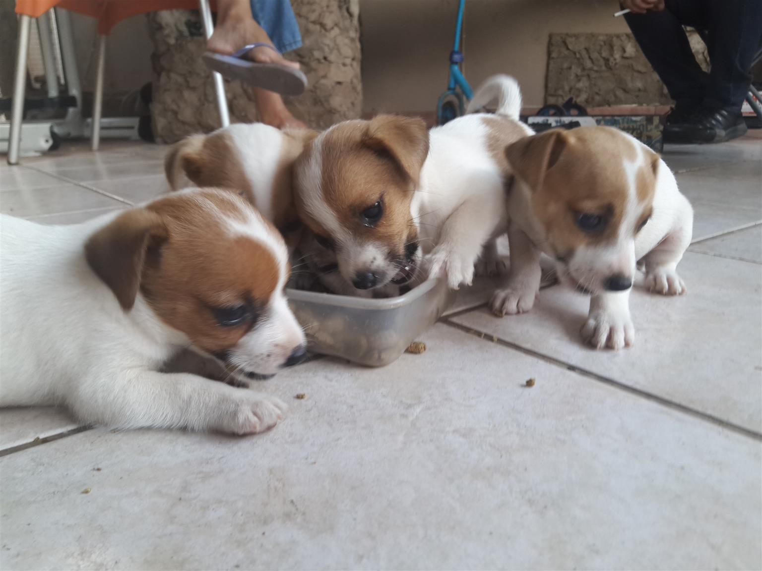 Jack Russell Puppies Junk Mail