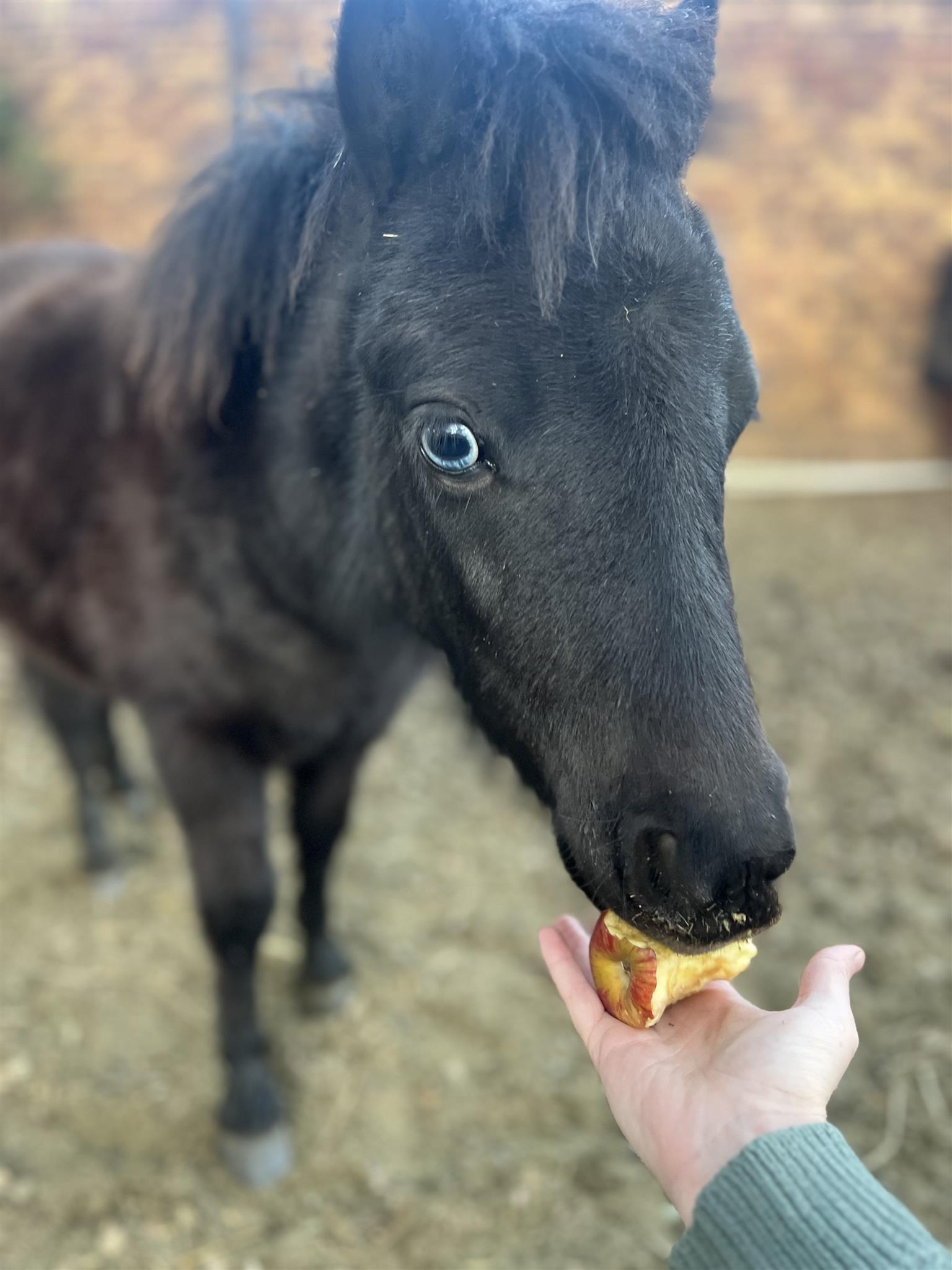 Miniature stallion horse for sale | Junk Mail Marketplace