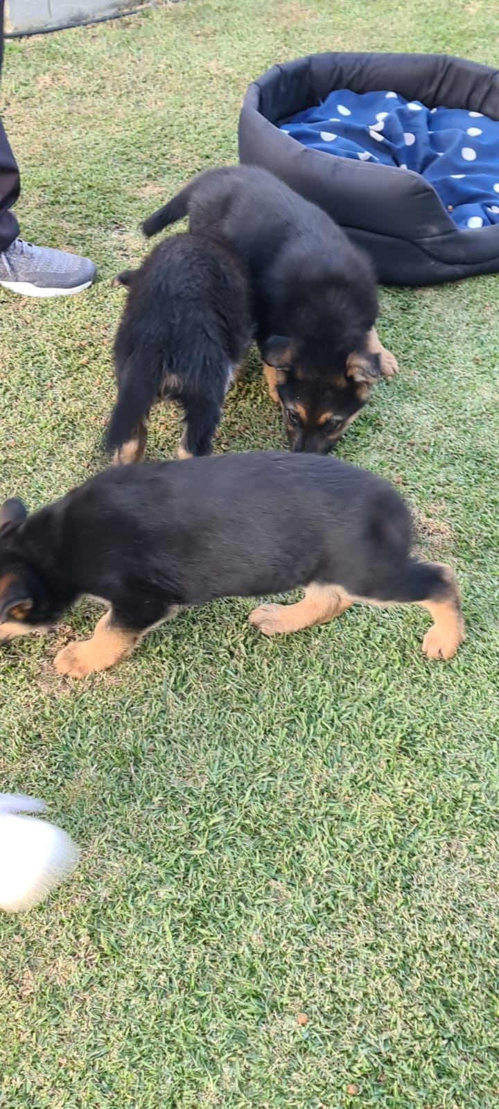 German Shepherd puppies 8weeks old for sale 3 female and 1 male left.all injecti