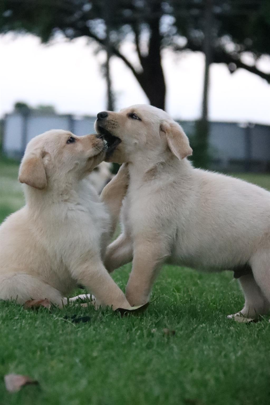 Pure bred labrador puppies | Junk Mail Marketplace