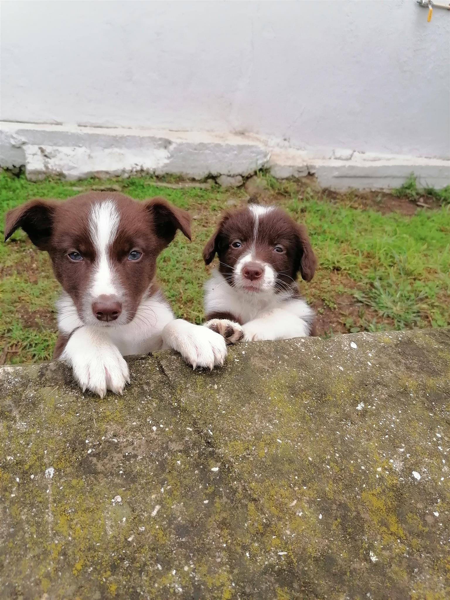 Border collie puppies 
