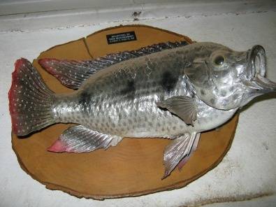 Fiberglass fish replica's by Fred Bezuidenhout