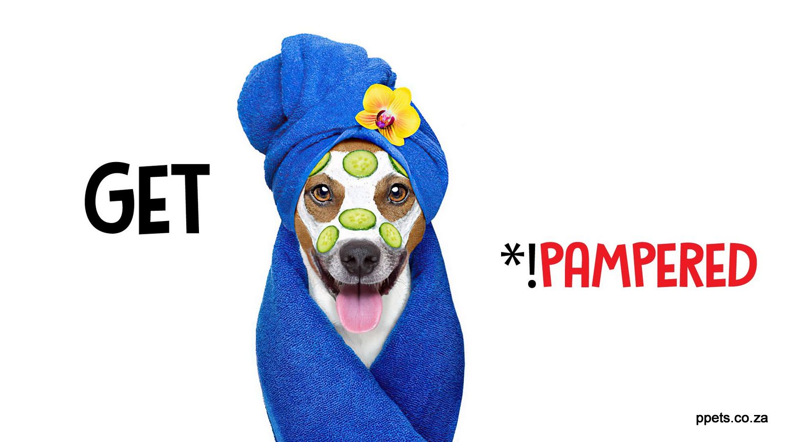 Pampered Pets East London's best Pet Shopand Grooming Salon