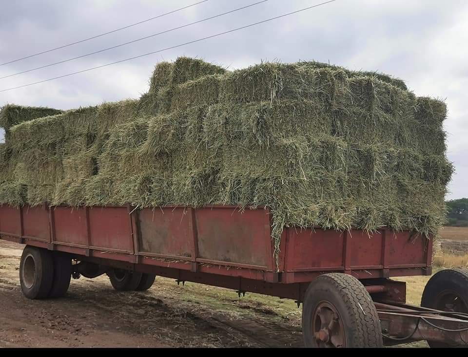 Lucerne Hay Bales For Sale Junk Mail