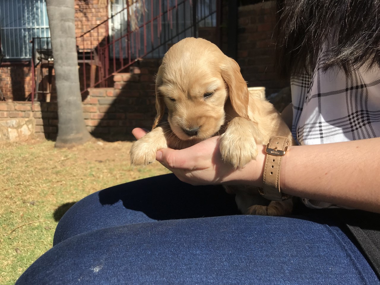 Cocker Spaniel Puppies | Junk Mail