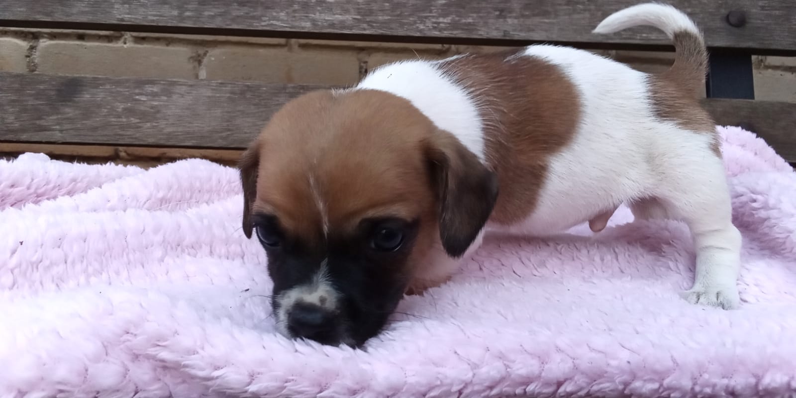 Jack Russel cross Pug male puppies for sale