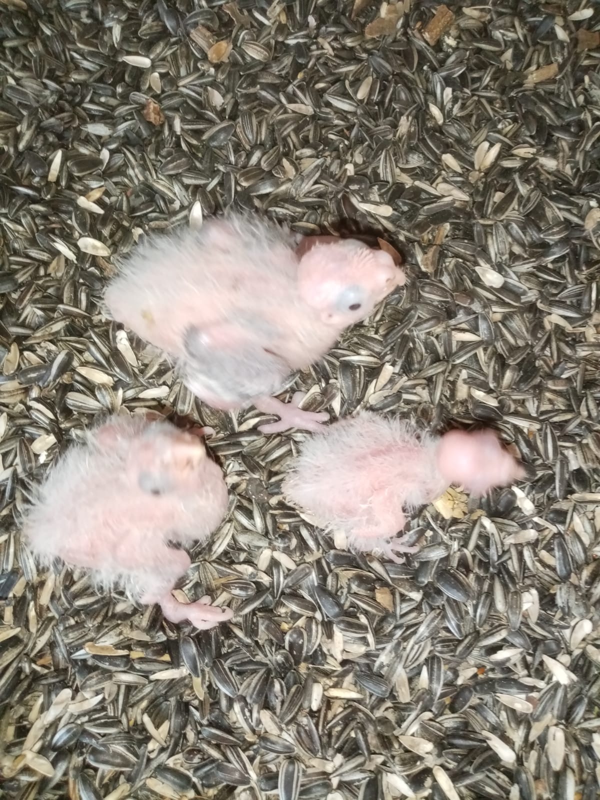 Baby cocketiels for sale Junk Mail Marketplace