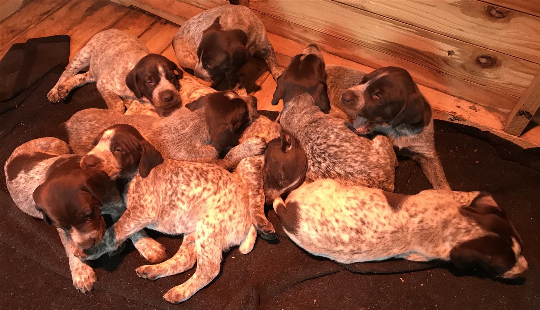 German Shorthaired Pointer Puppies for sale
