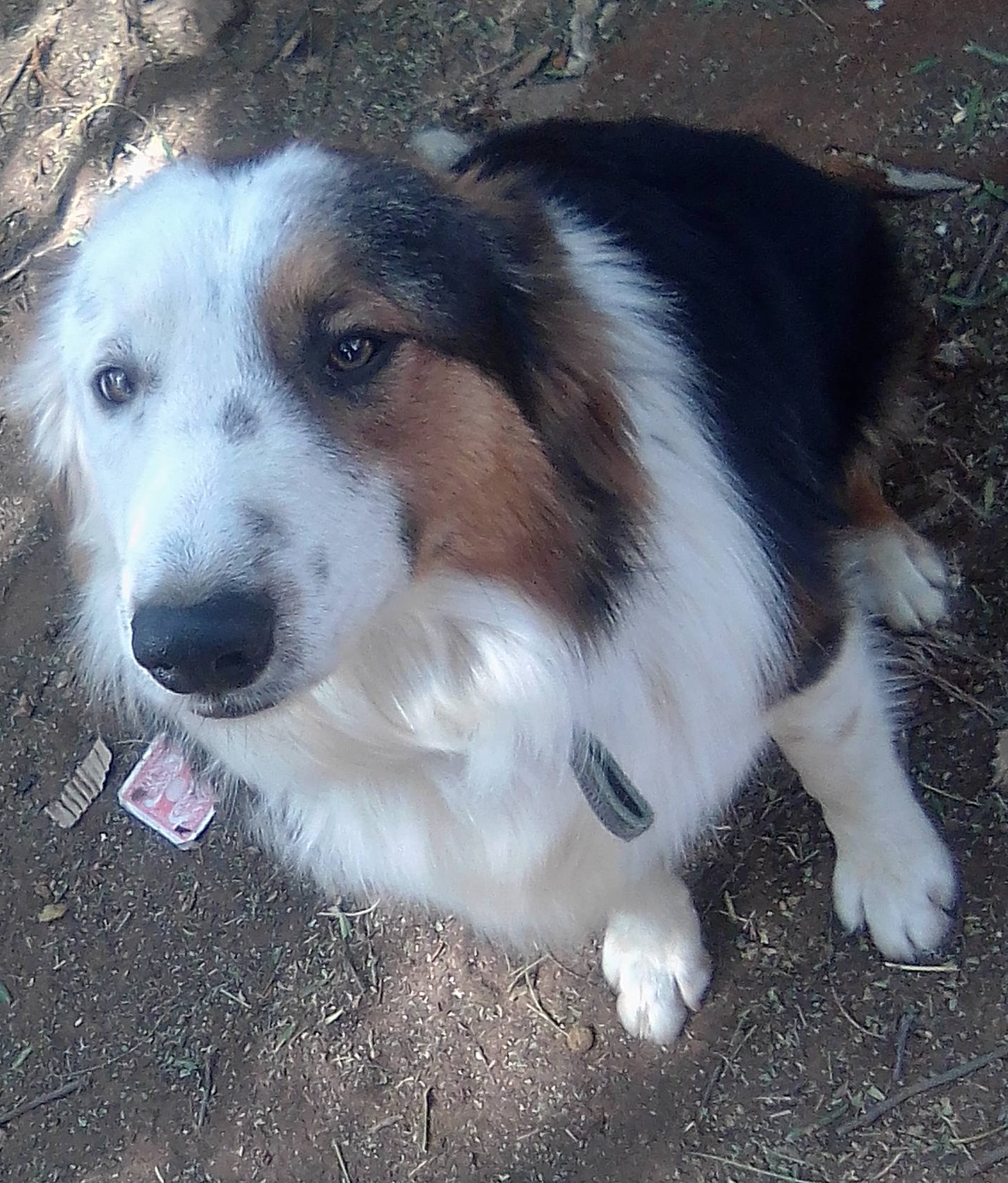 1 year old border collie for sale