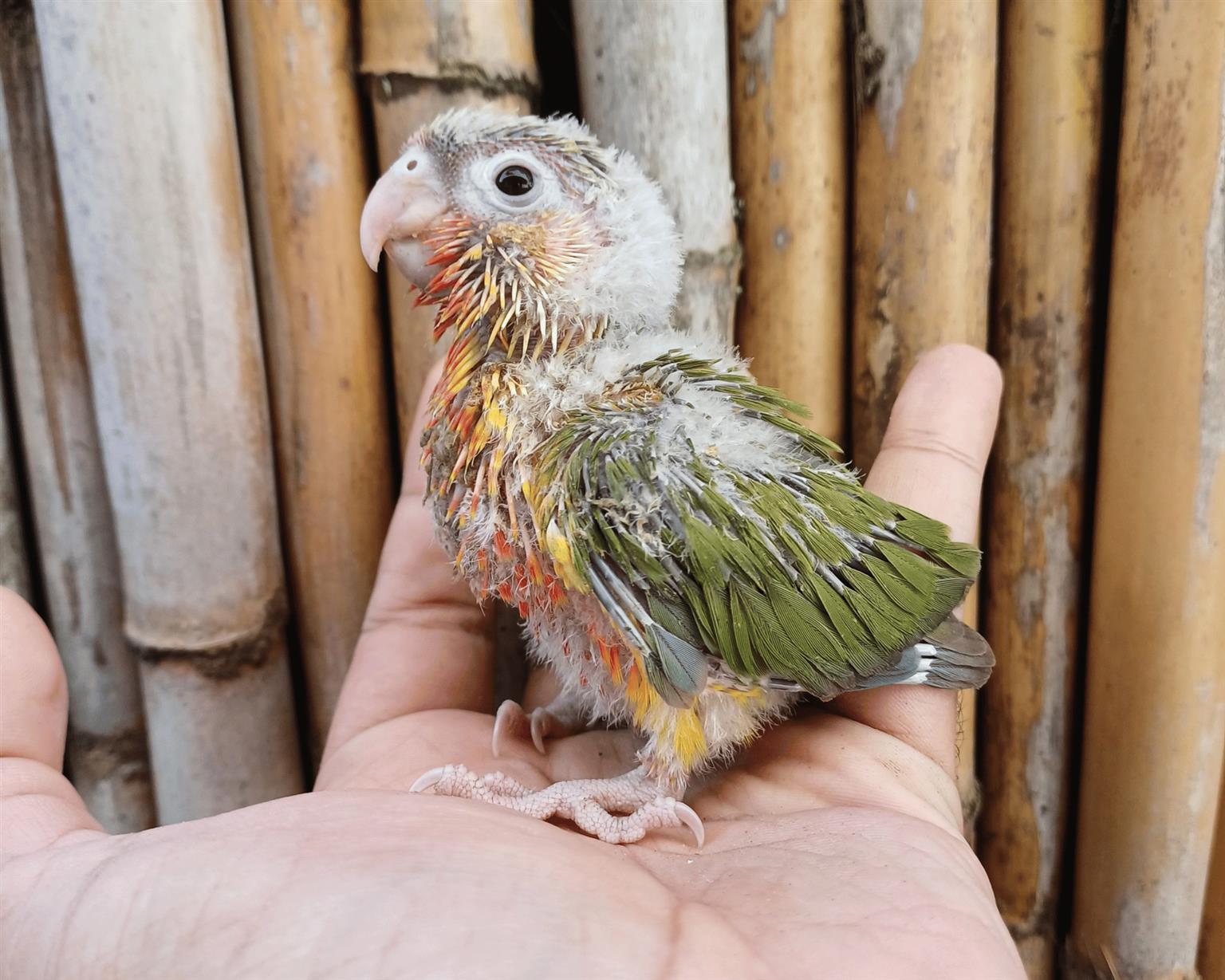 Hand reared Pineapple Conures Tame bird Junk Mail
