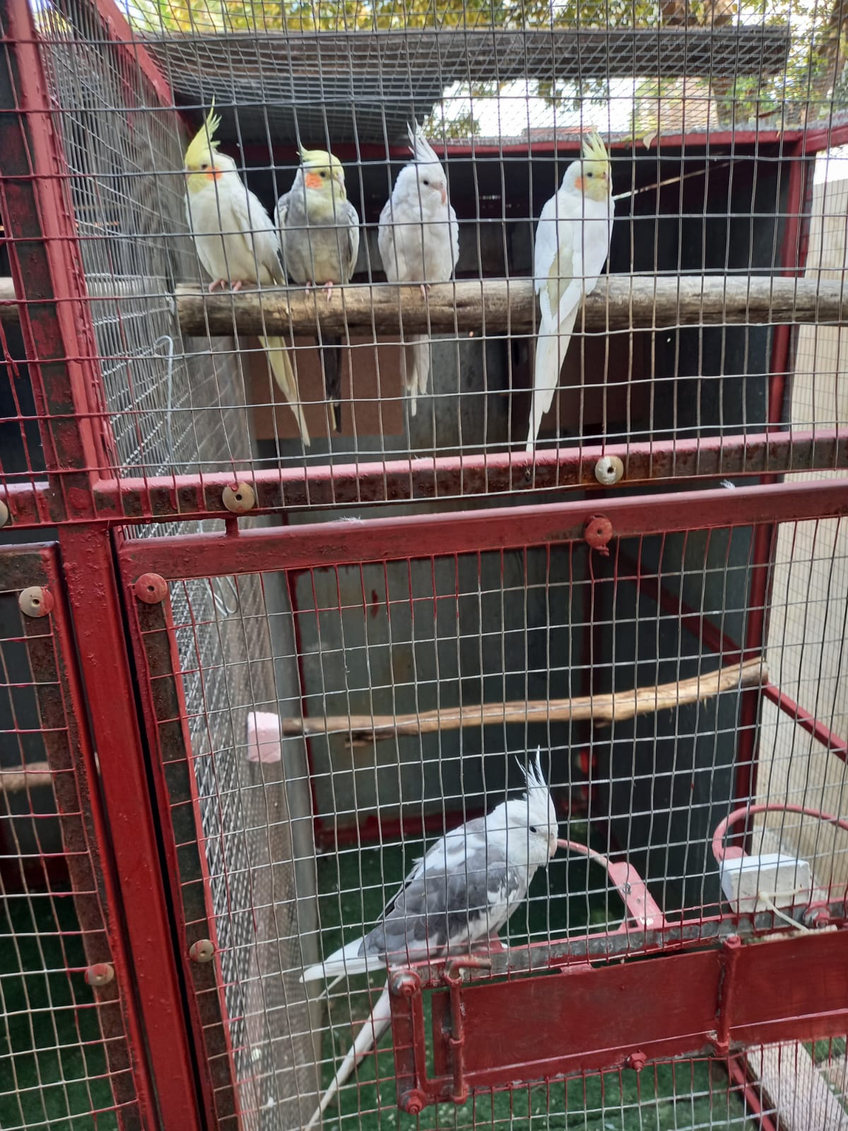 Cockatiels , bird cages 