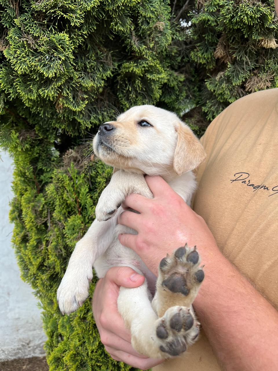 Labrador puppies | Junk Mail Marketplace