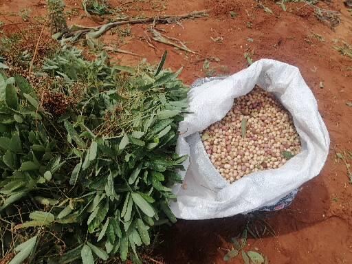 Jugo ground nuts for sale