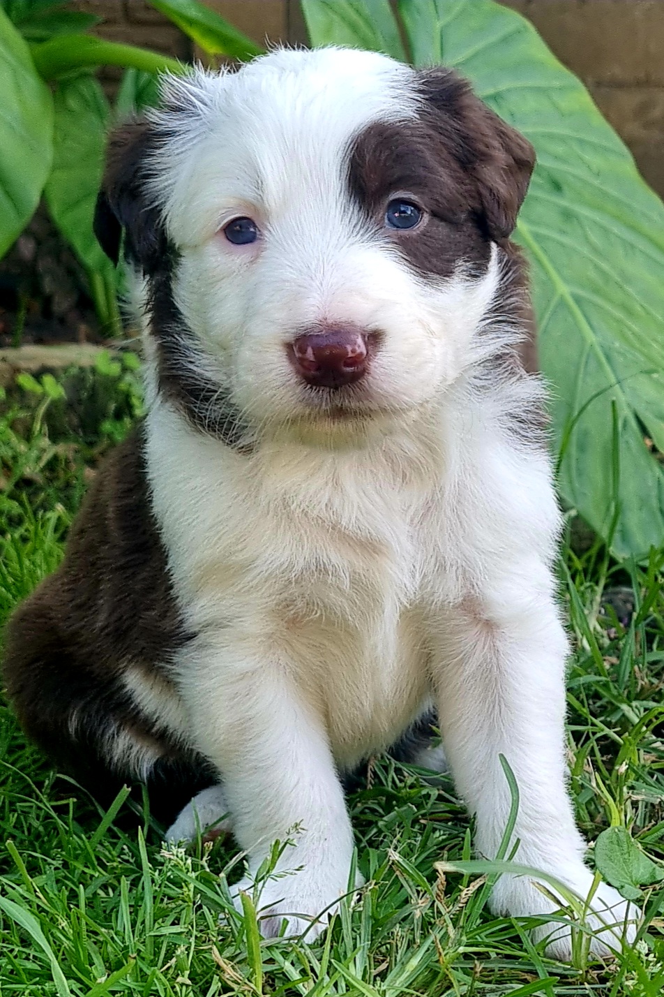 Pure Border Collie Puppies | Junk Mail