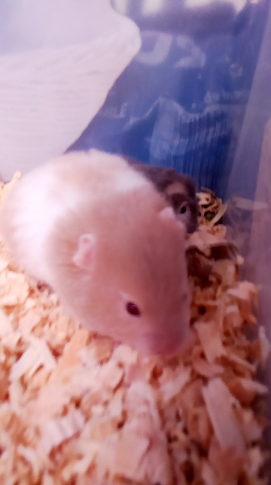 syrian teddy bear hamster for sale