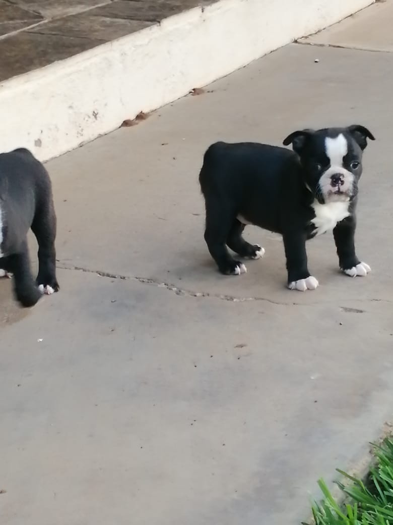 boston terrier puppies for sale junkmail