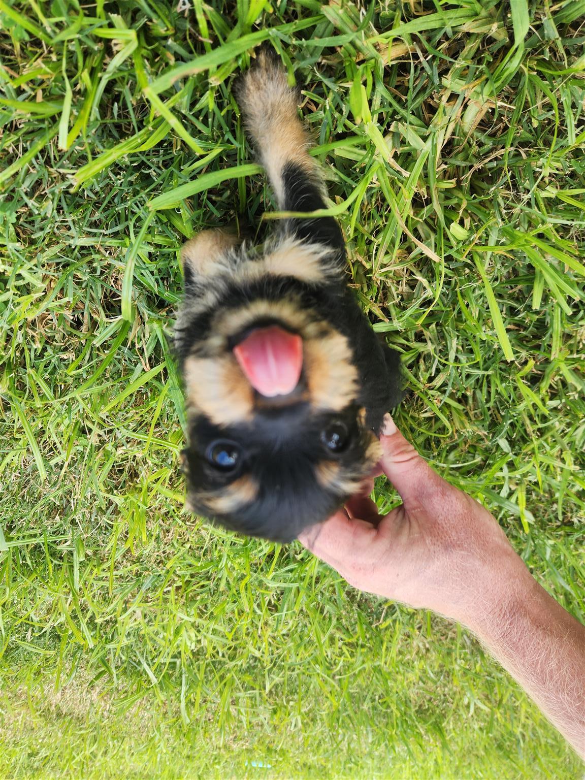 Yorkie Min Pin puppies for sale | Junk Mail Marketplace
