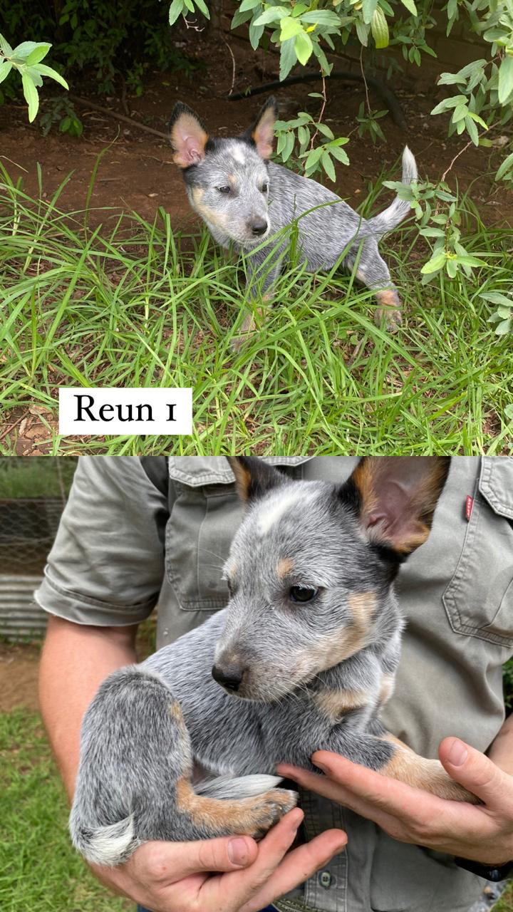 Opregte Australiese Beeshonde/ Blue heelers | Junk Mail Marketplace