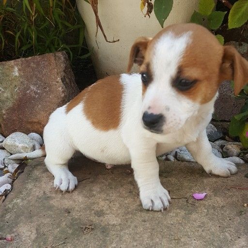 Jack Russell Puppies smooth coat short leg 