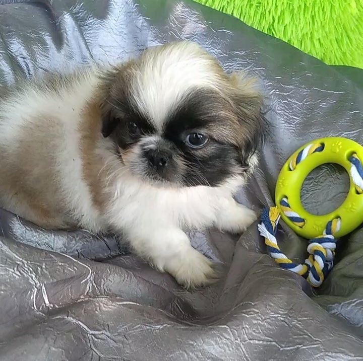 Beautiful pekingese for store sale