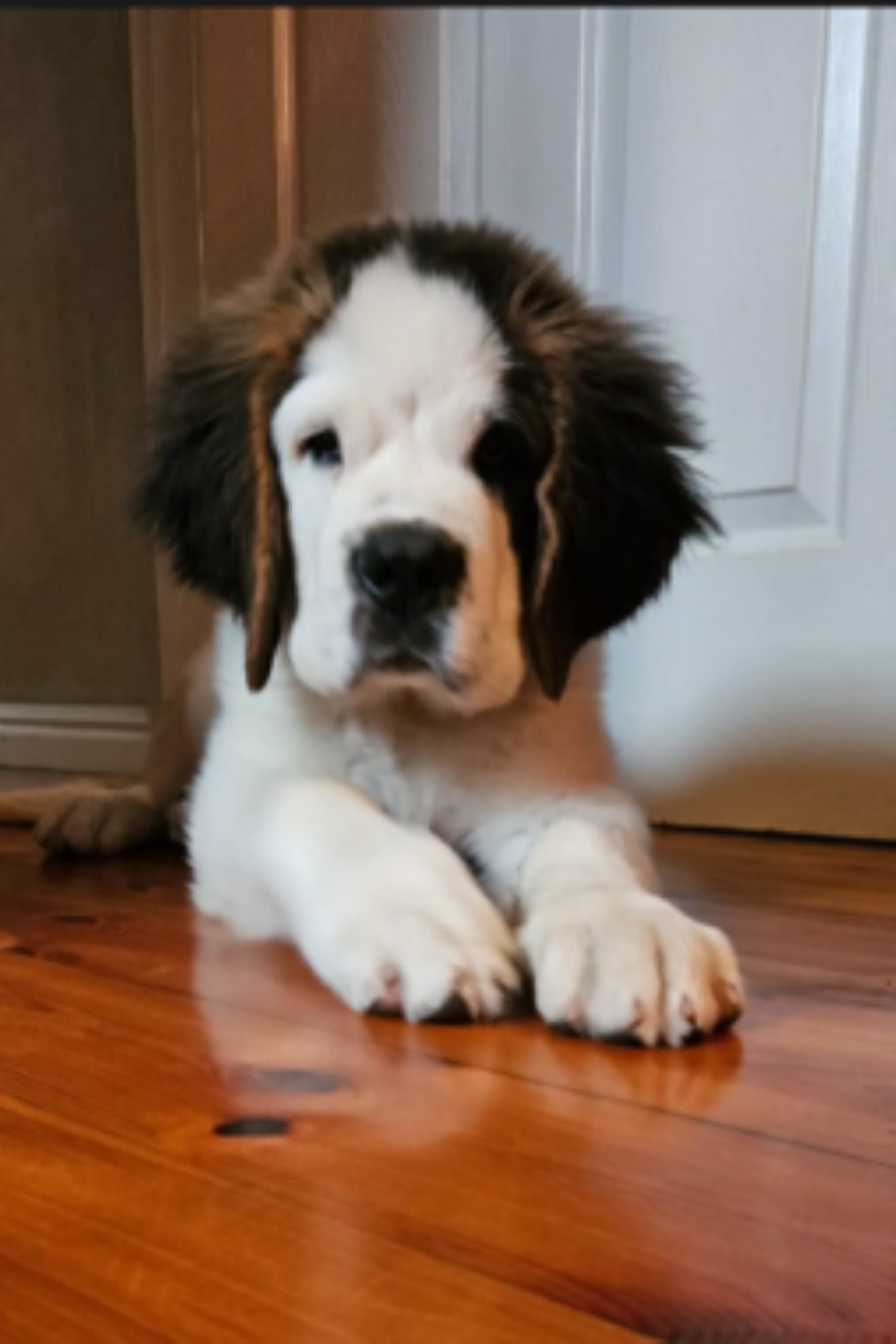 Loving Saint Bernards for sale Junk Mail