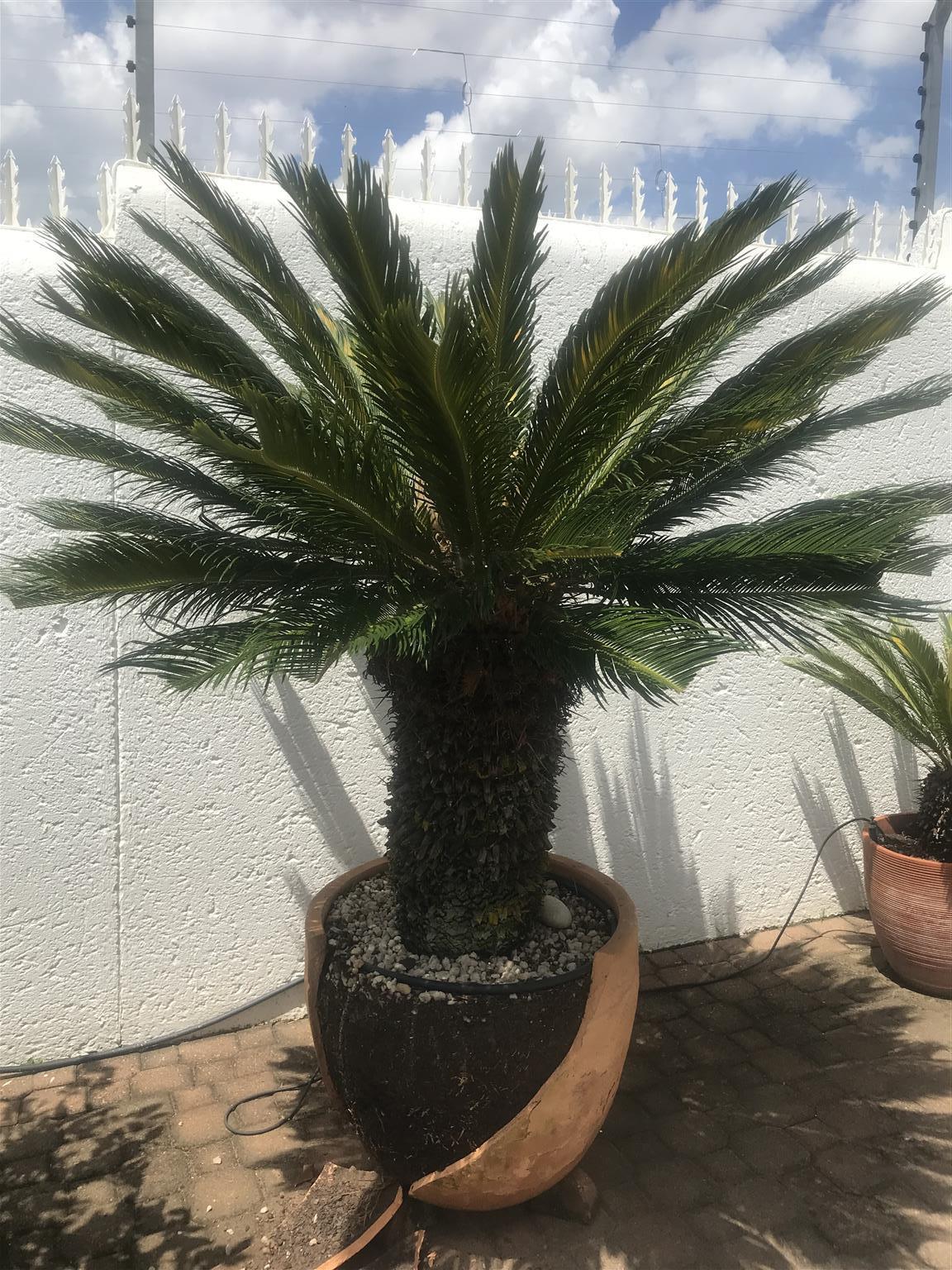 Large Cycad, permit available