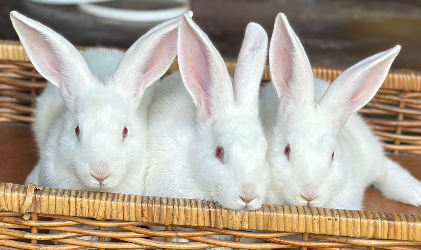 New zealand white rabbits And flemish giant rabbits | Junk Mail Marketplace