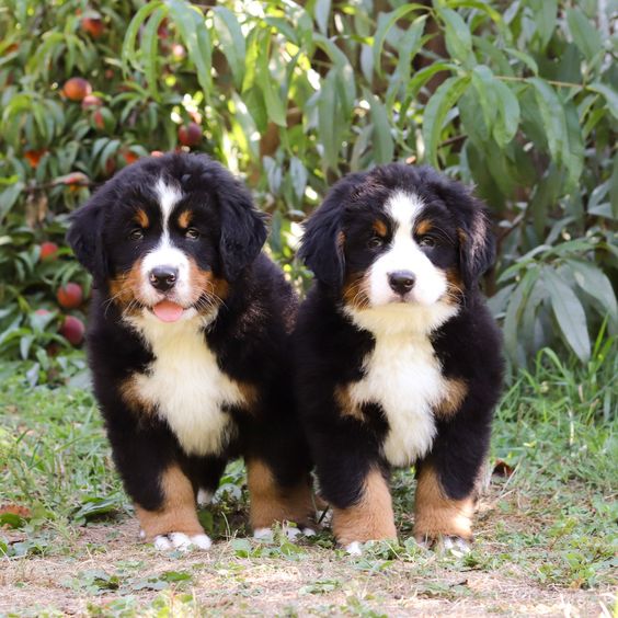 Outstanding Bernese mountain dog puppies for sale Junk Mail Marketplace
