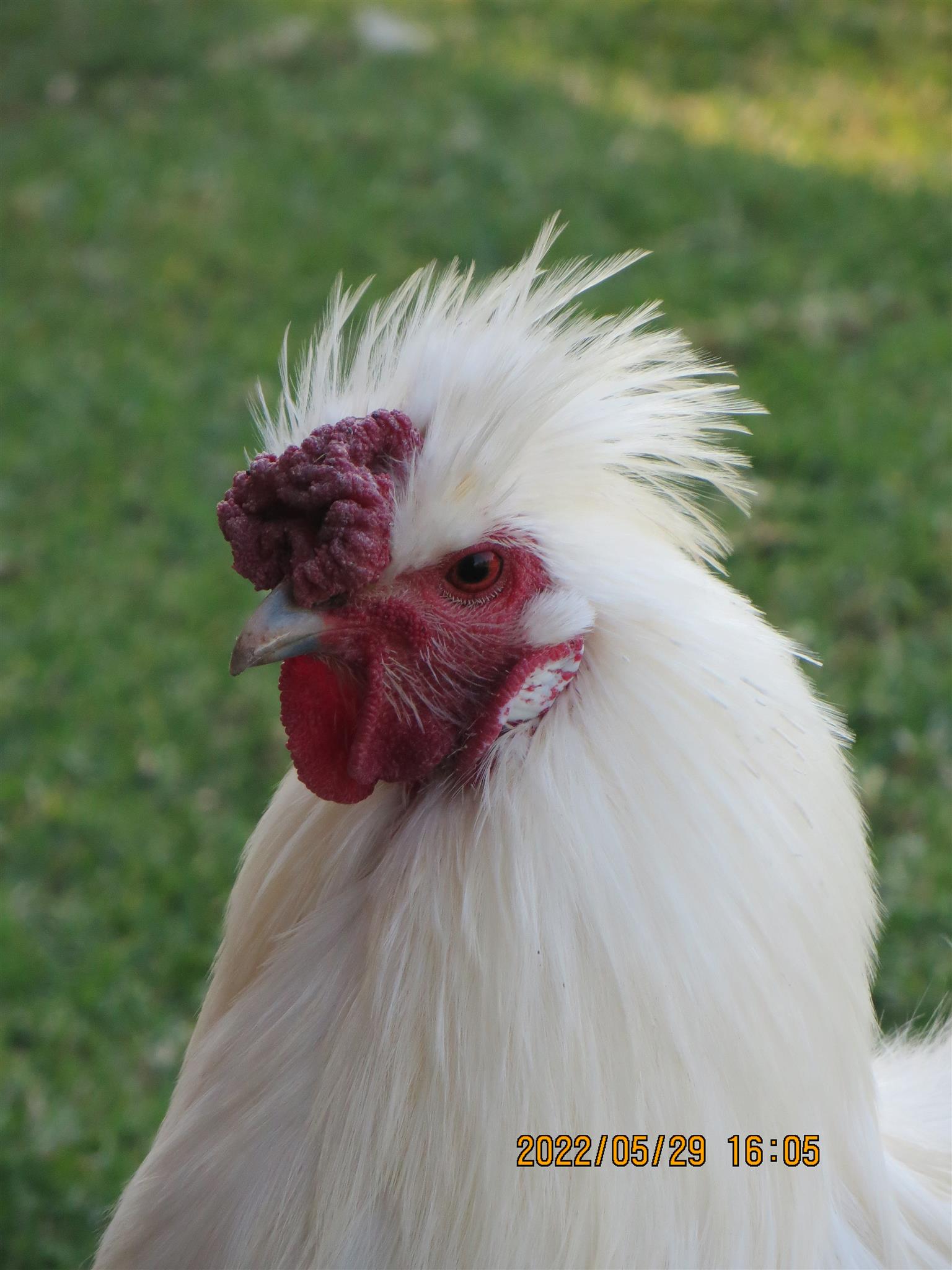 Silkie / Bantam Chickens for sale Junk Mail