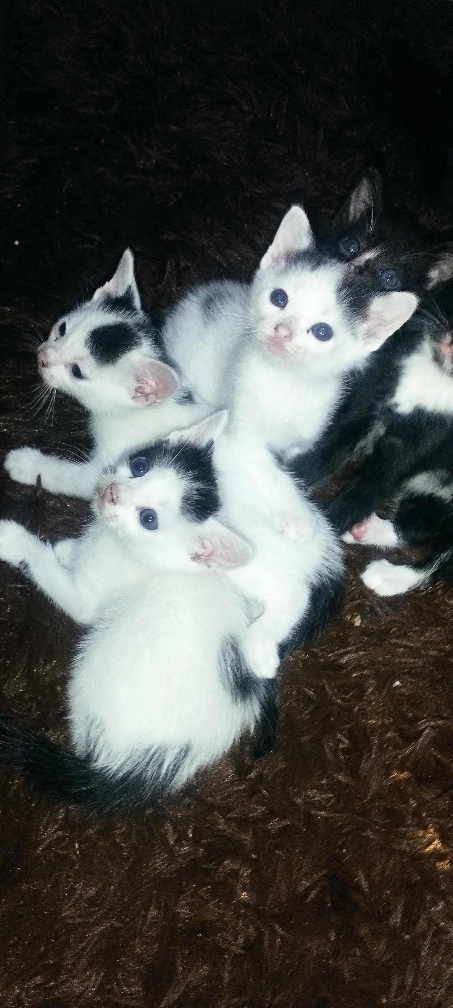 5 Beautiful tuxedo kittens for sale Junk Mail