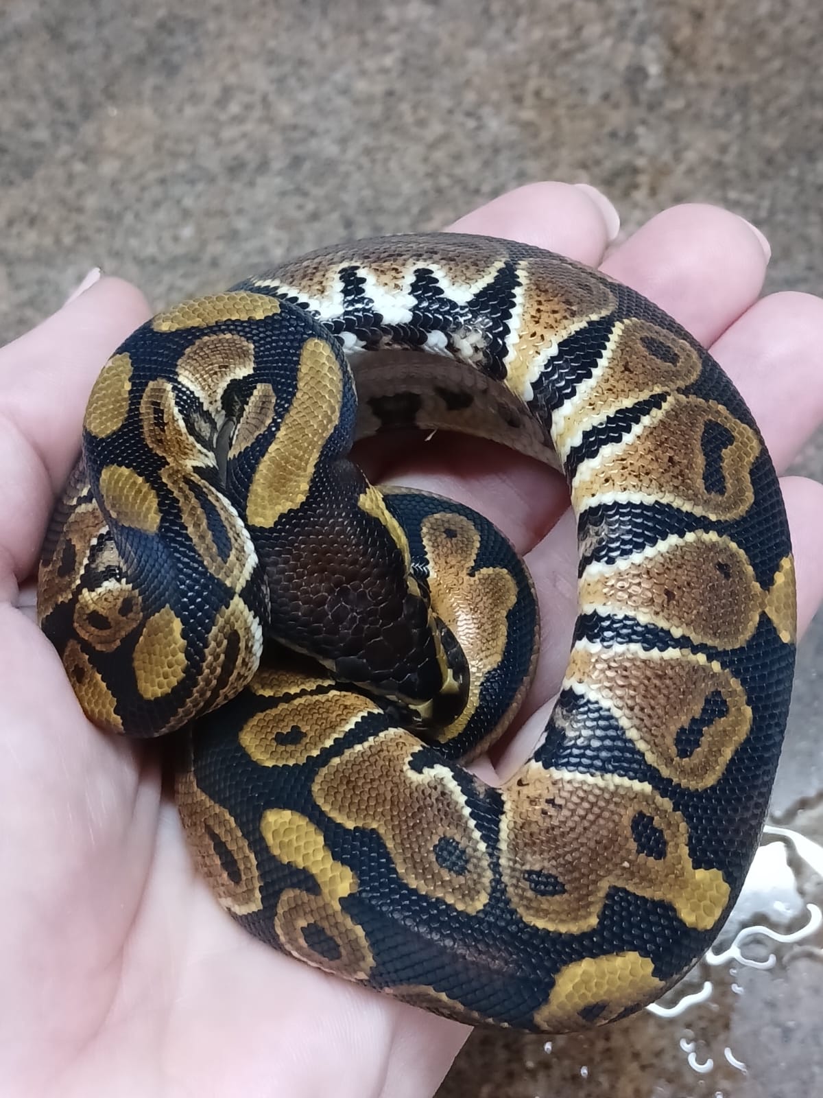 Baby Pi Ball Python Baby Ball Pythons | Junk Mail Marketplace